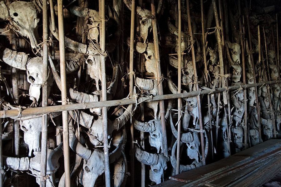  Mithun skulls at the Anghs house at Longwa   on the border with Myanmar